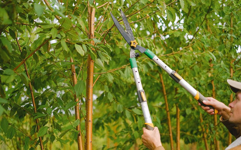 Tree trimming in Stanley, IA